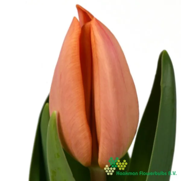Tulp Apricot Revolution