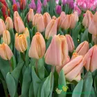 Apricot Revolution