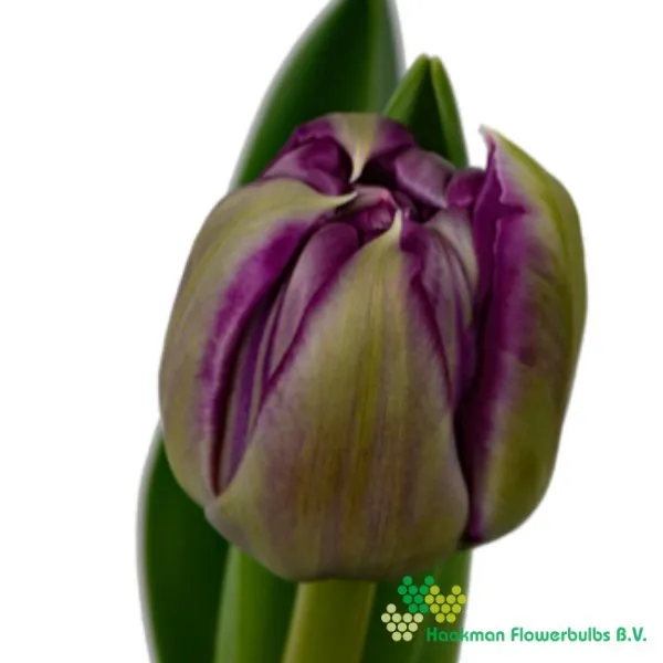 Tulp Braga