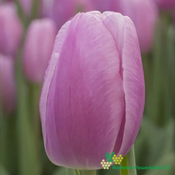 Tulp Argos