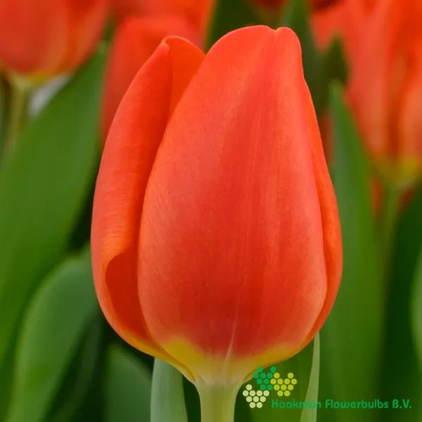 Tulp Orange Sherpa