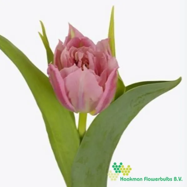 Tulipa Salmon Prince