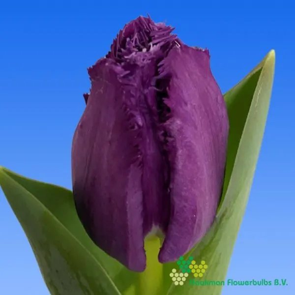Tulp San Clemente