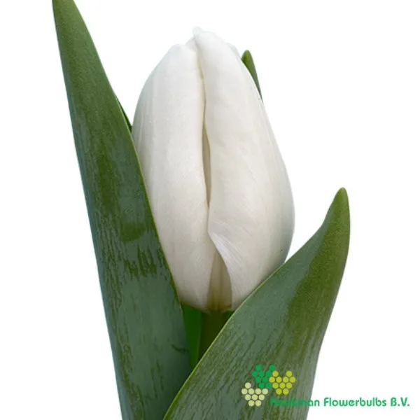 Tulp Snowwhite